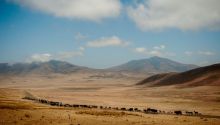 Entamanu Ngorongoro