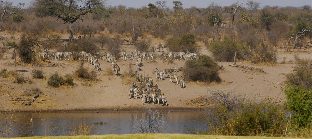 Zebra migration at Leroo Le Tau - Image 1