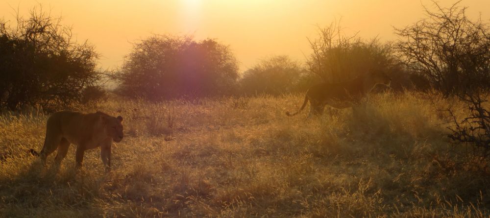 Lioness in in the twilight in Ruaha - Image 4