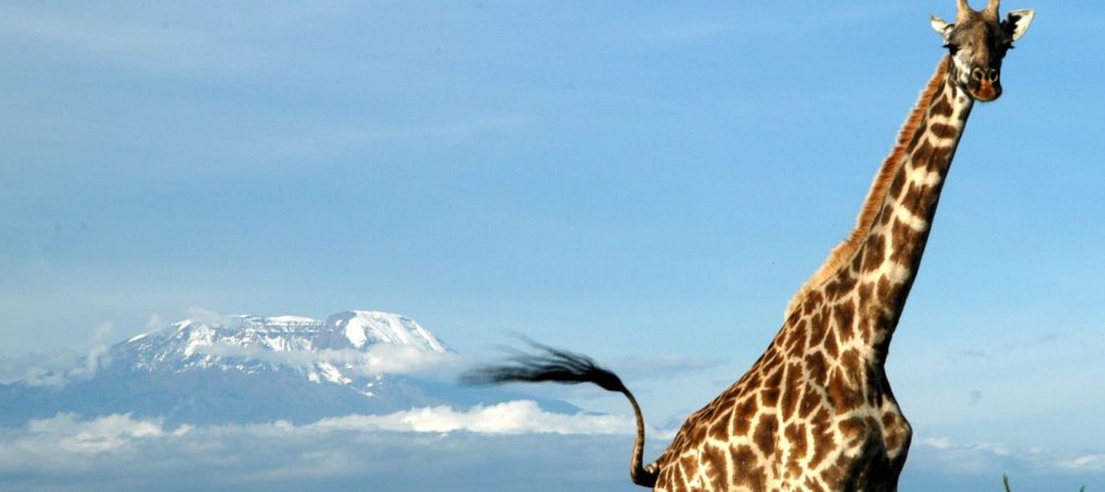 Giraffe at Hatari Lodge, Arusha National Park, Tanzania - Image 10