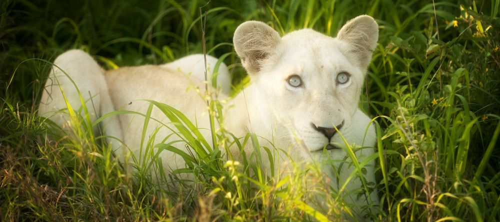 Lion spotted at Tanda Tula Safari Camp, Timbavati Game Reserve, South Africa - Image 2