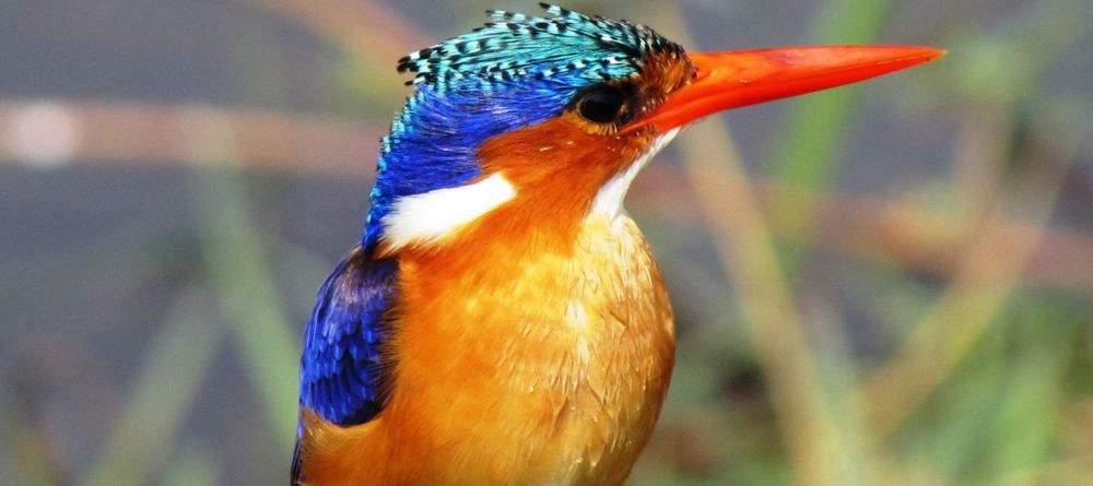 A Malachite Kingfisher sits by the riverbank at Chinzombo, South Luangwa National Park, Zambia - Image 2