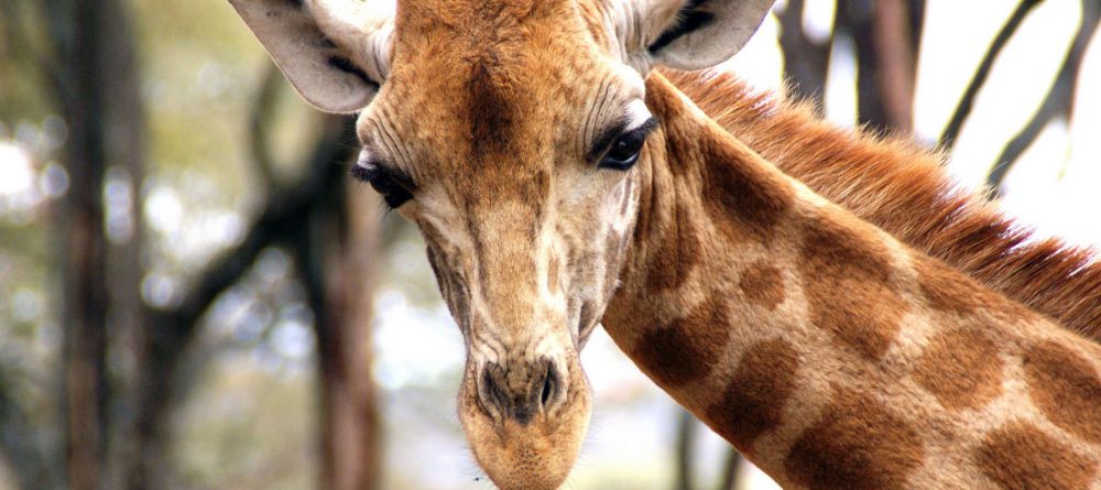 Giraffe Sanctuary  - Image 16