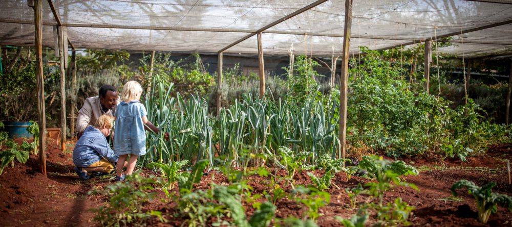 Vegetable Patch - Image 1