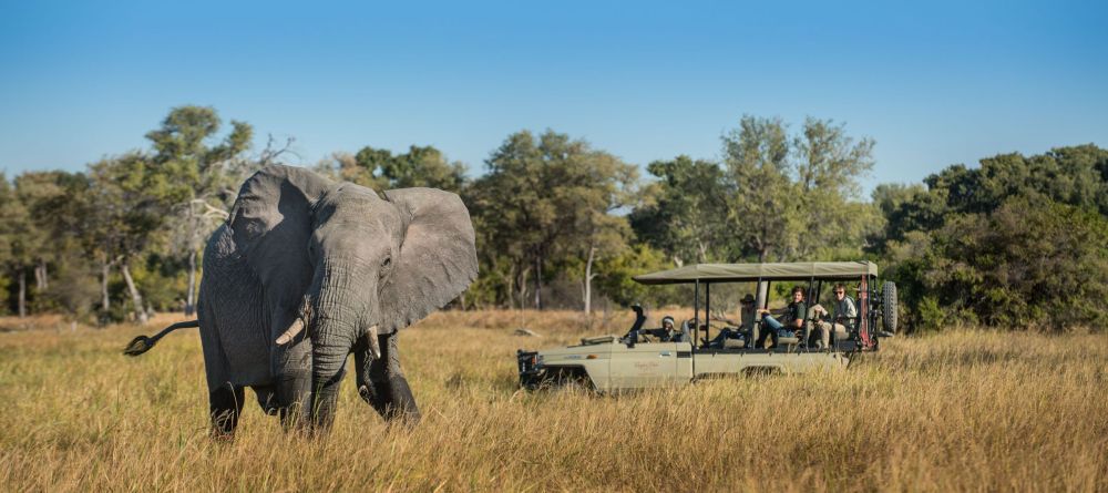 Elephant game drive - Image 7