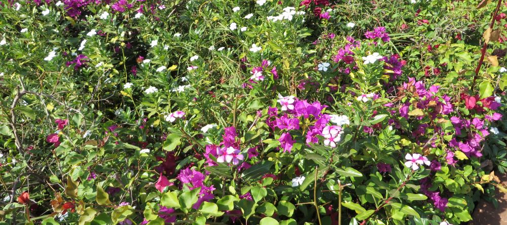 Beautiful flowers adorn the property at Bashay Rift Lodge, Karatu, Tanzania (Mango staff photo) - Image 13