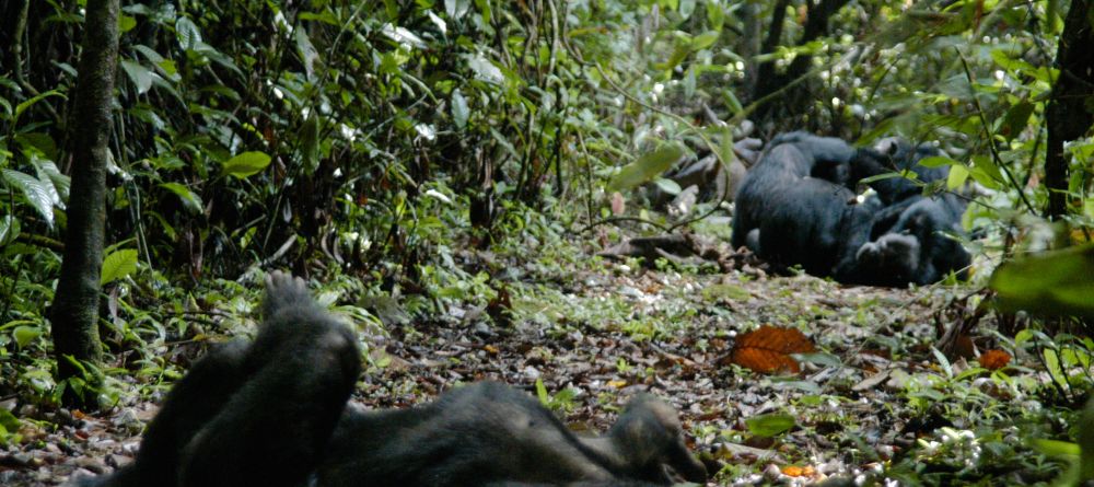 Chimps relaxing at Gombe Forest Lodge, Gombe National Park, Tanzania - Image 6