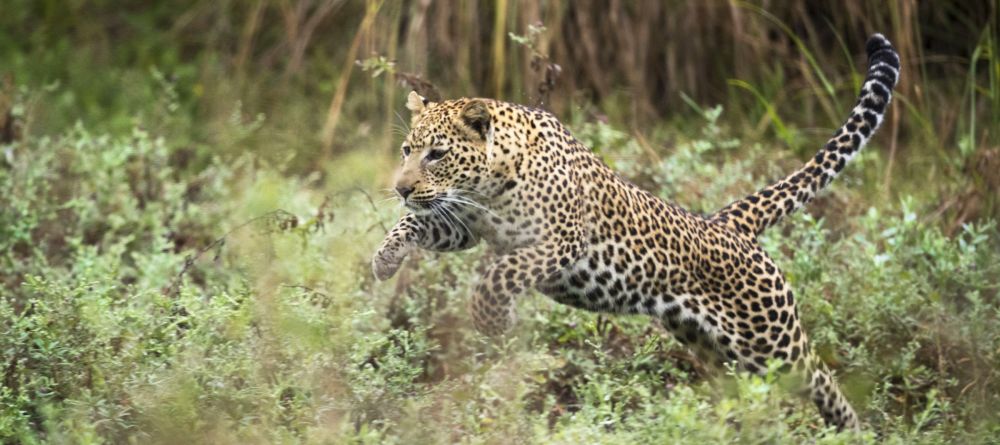 Chongwe River Camp, Lower Zambezi National Park, Zambia - Image 3