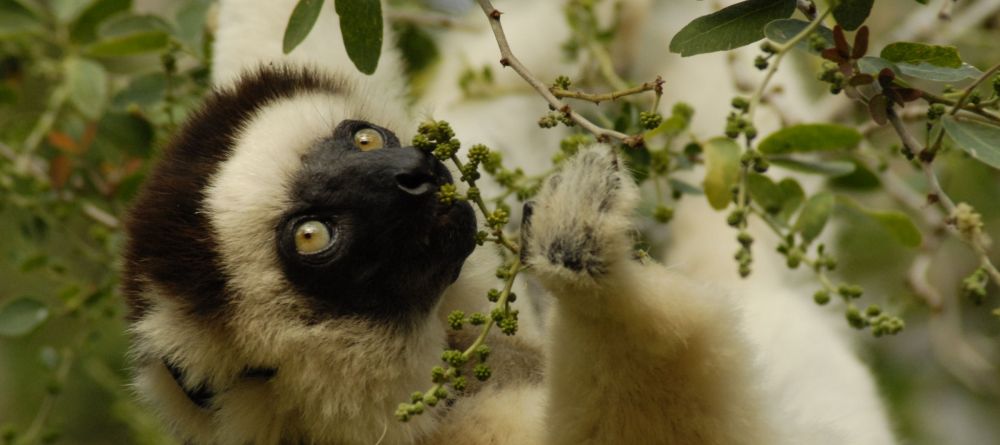 Vakona Forest Lodge, Andasibe National Park, Madagascar - Image 12