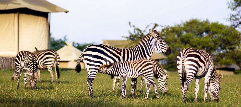 Sabora Tented Camp, Grumeti Private Reserve, Tanzania - Image 21