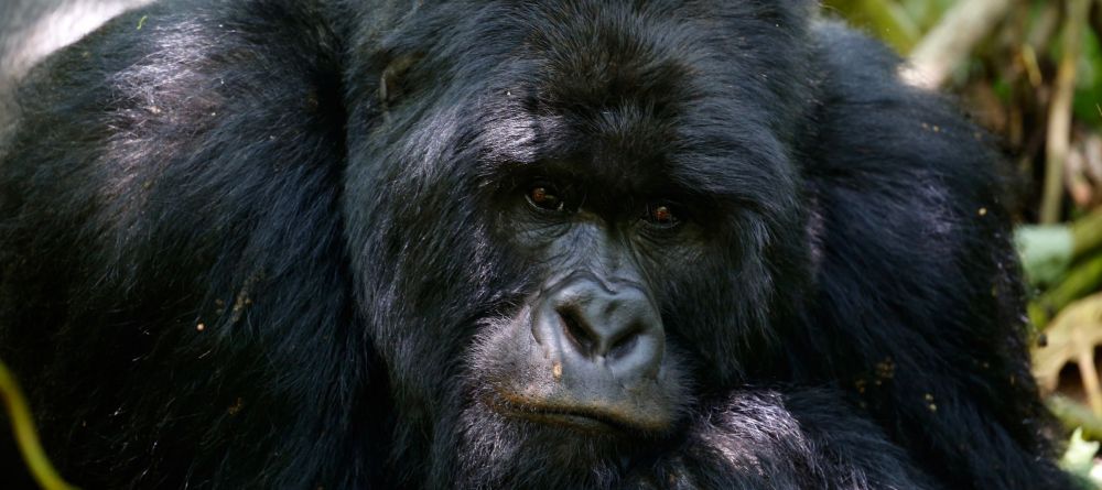 Singita Gorilla - Image 4