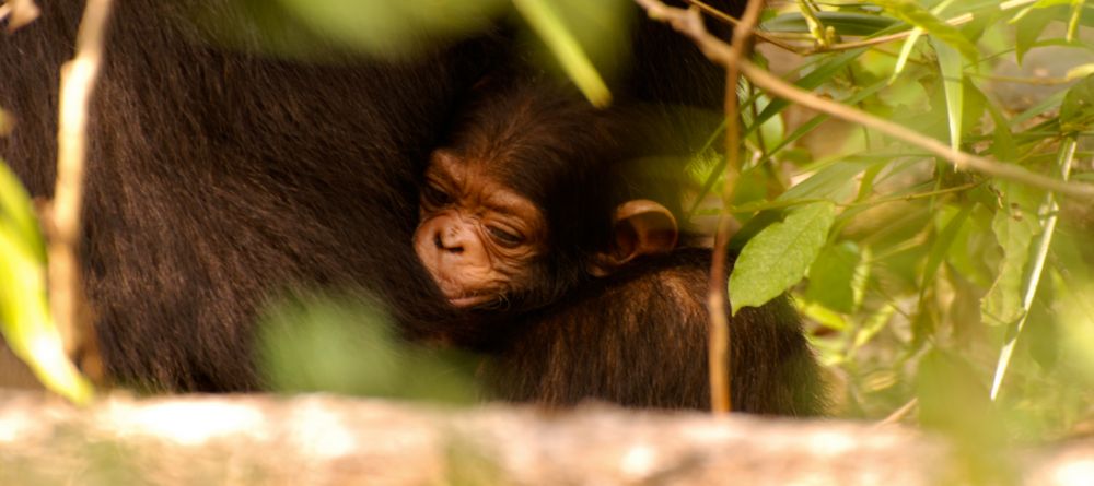 A baby chimp and its mother at Gombe Forest Lodge, Gombe National Park, Tanzania - Image 12