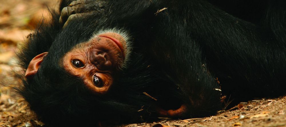 A baby chimp at Gombe Forest Lodge, Gombe National Park, Tanzania - Image 14