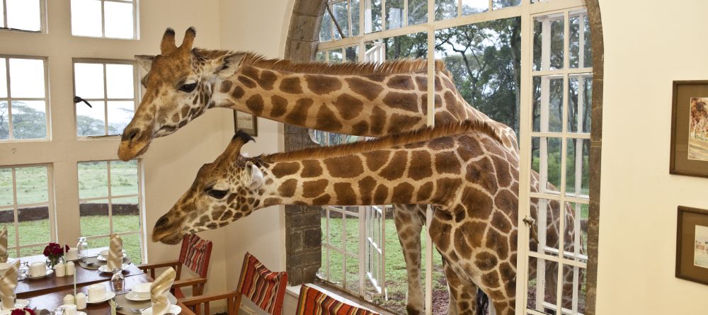 A great way to start your day- Giraffe Manor, Nairobi, Kenya - Image 9