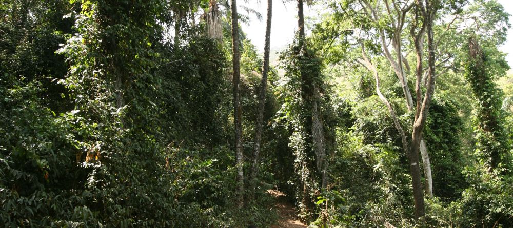 A jungle walk at Gombe Forest Lodge, Gombe National Park, Tanzania - Image 11