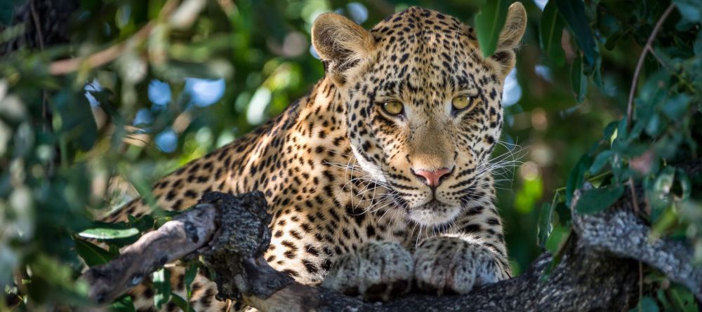 Abu Camp, Okavango Delta, Botswana - Image 14