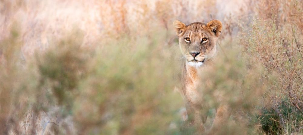 Abu Camp, Okavango Delta, Botswana - Image 12