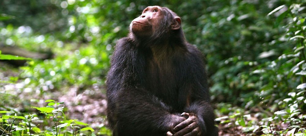 HibiHabituated chimpanzee trekking is a highlight at Kyambura Gorge Lodge - Image 6