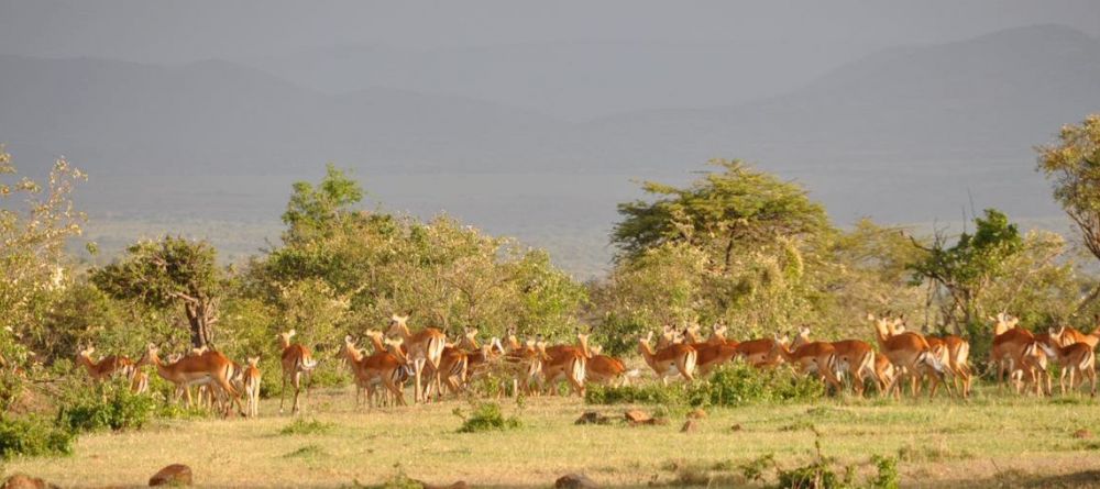 Impala herd at Naboisho Camp, Masai Mara National Park, Kenya - Image 9