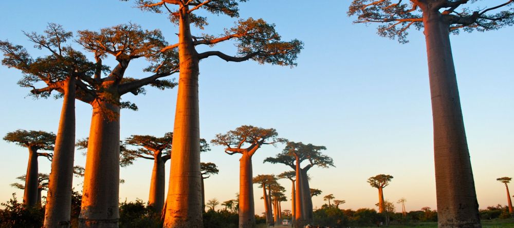 Baobab trees in the jungles near Hotel Le Paradisier, Tulear, Madagascar - Image 10