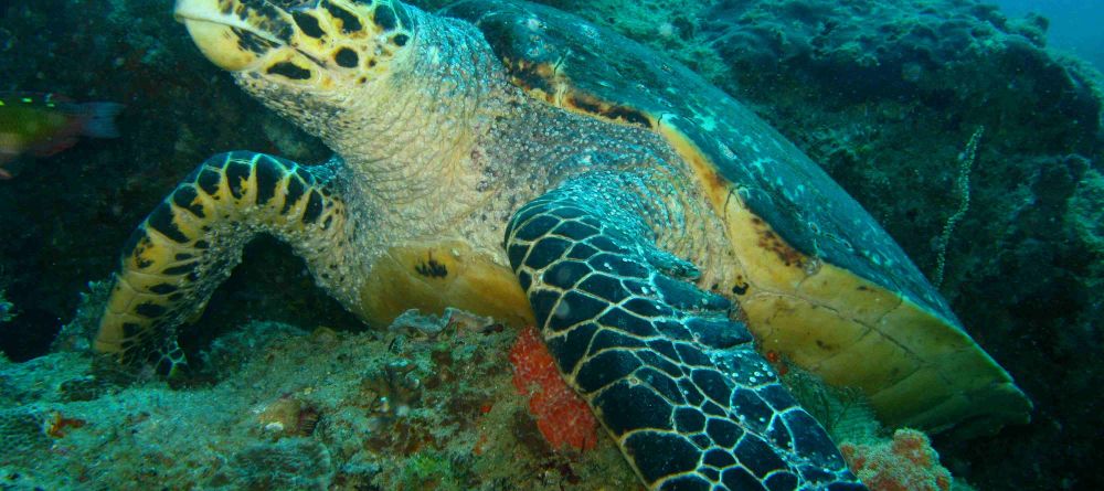 Azura Retreats, Bazaruto Archipelago, Mozambique - Image 2