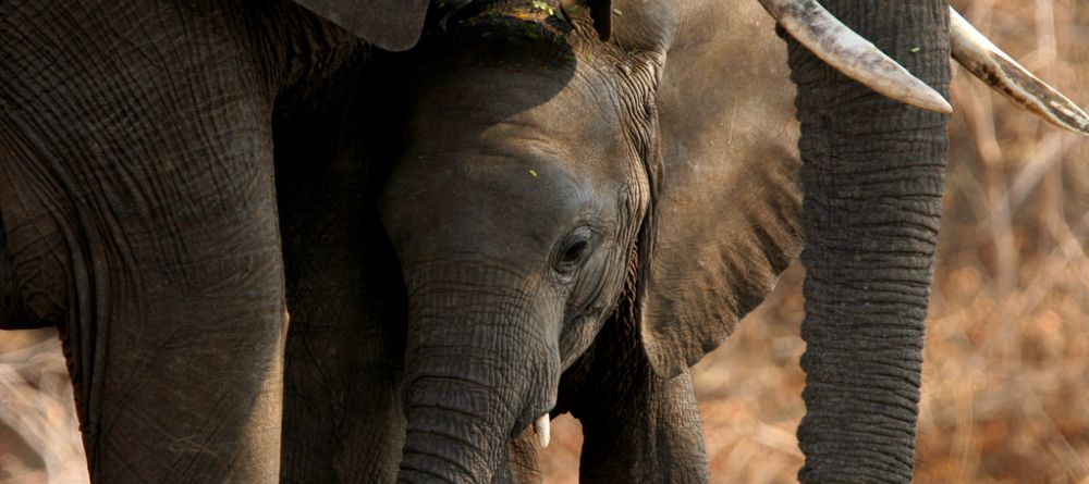 Baby elephant at Mwamba Bush Camp, South Luangwa National Park, Zambia - Image 10