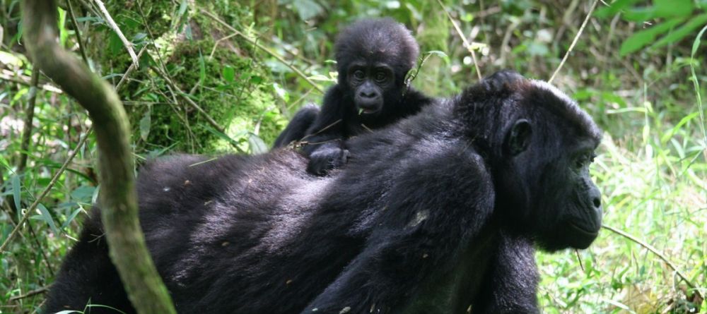 A baby gorilla clings to their mother in the jungles by Clouds Mountain Gorilla Lodge, Bwindi Impenetrable Forest, Uganda - Image 1