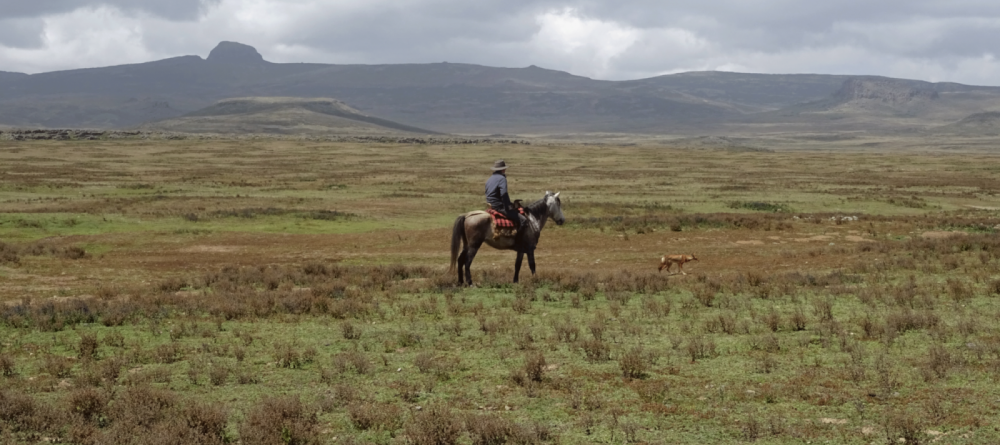 Horseback riding - Image 3