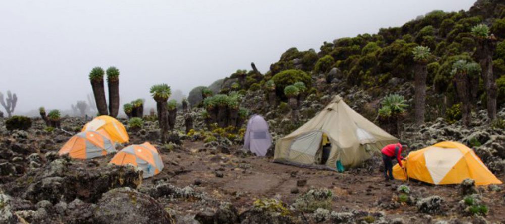 Lemosho Route, Kilimanjaro, Tanzania - Image 16