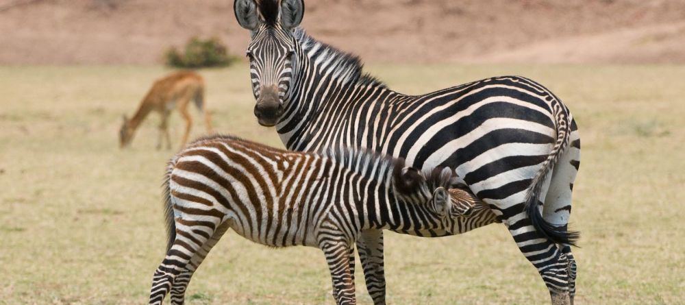 Zungulila Bushcamp, South Luangwa National Park, Zambia - Image 3