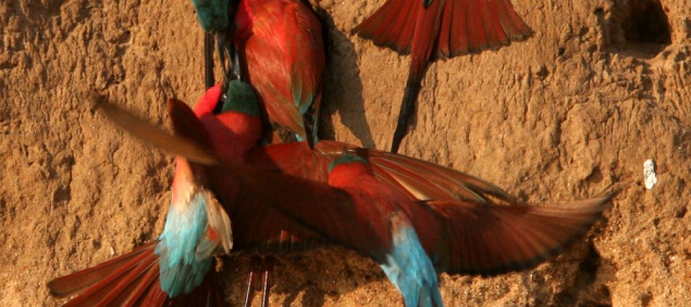 Bee-eater birds at Mwamba Bush Camp, South Luangwa National Park, Zambia - Image 11