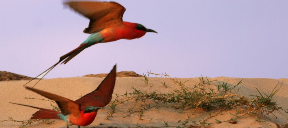 Bee-eaters at Kaingo Camp, South Luangwa National Park, Zambia - Image 13