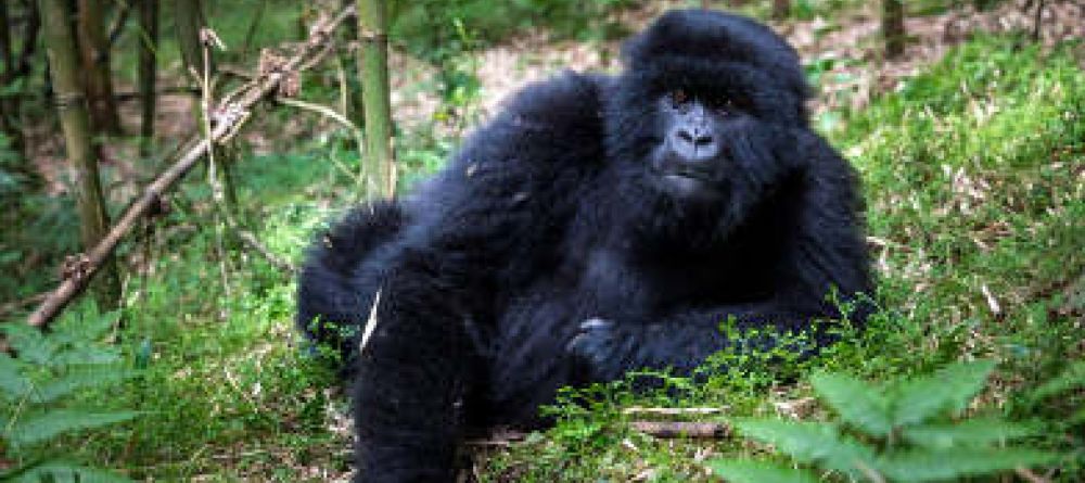 A rain-soaked gorilla feeds in the jungles by Clouds Mountain Gorilla Lodge, Bwindi Impenetrable Forest, Uganda - Image 8