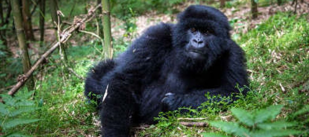 Gorilla Forest Camp, Bwindi Impenetrable Forest, Uganda - Image 11