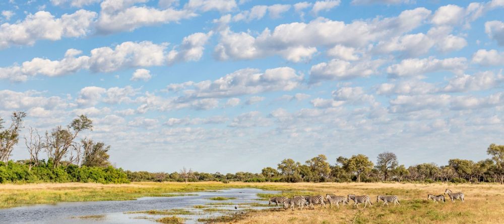 Zebras in Botswana - Image 2