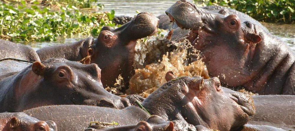 Sandibe Safari Lodge, Okavango Delta, Botswana - Image 1