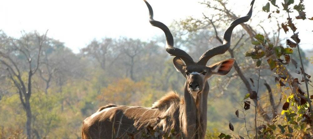 Sandibe Safari Lodge, Okavango Delta, Botswana - Image 7