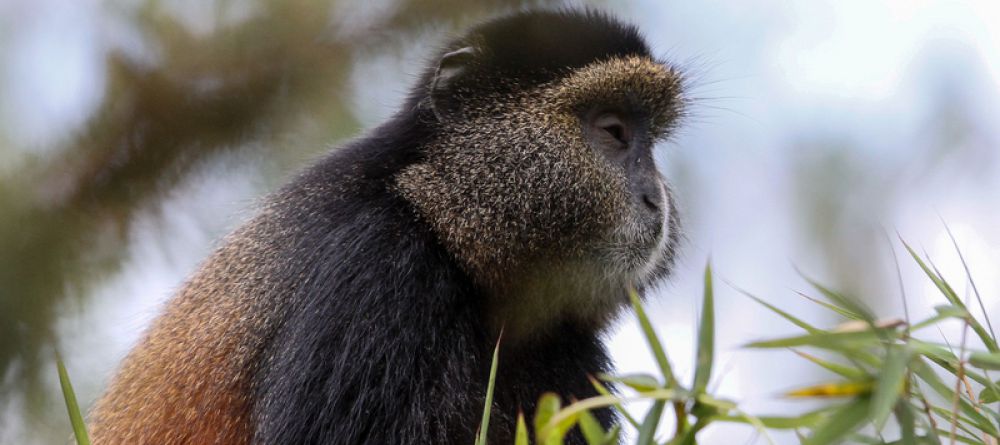 Bisate Lodge Golden Monkey - Image 13