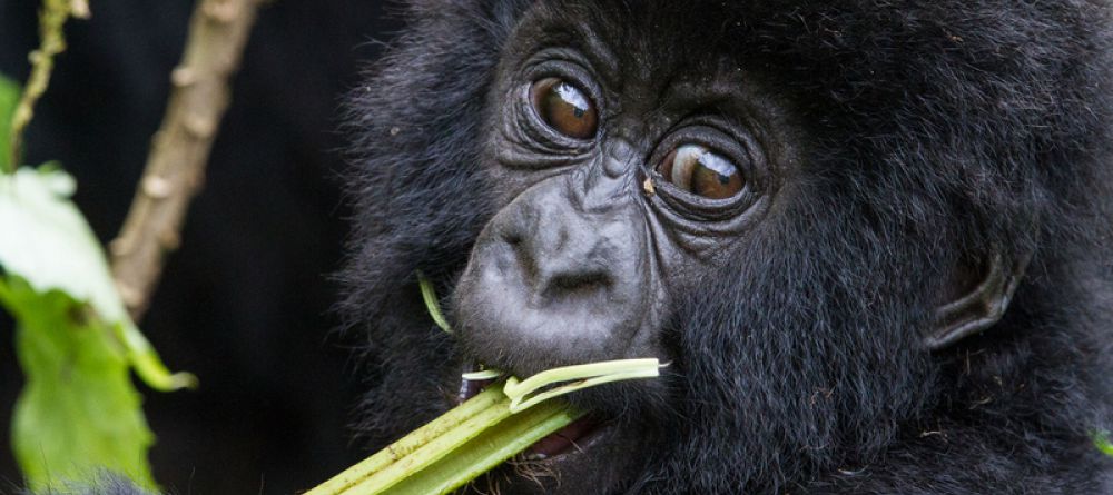 Bisate Lodge Gorilla - Image 15