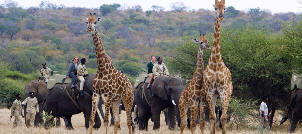 Camp Jabulani, Kapama Private Game Reserve, South Africa - Image 6