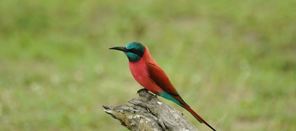 A carmine bee-eater at Lake Manze Tented Camp, Selous National Park, Tanzania - Image 18