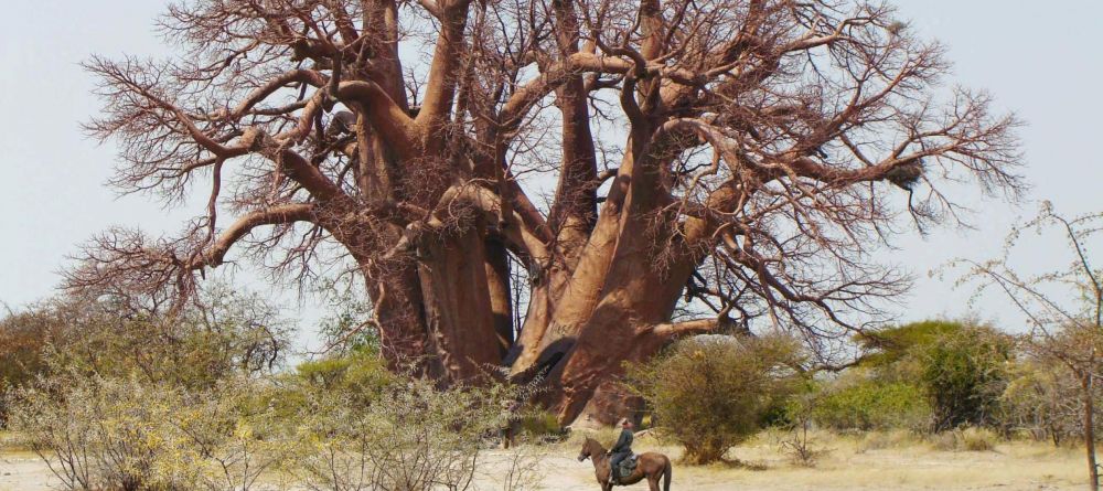 Jacks Camp, Kalahari Desert, Botswana - Image 27