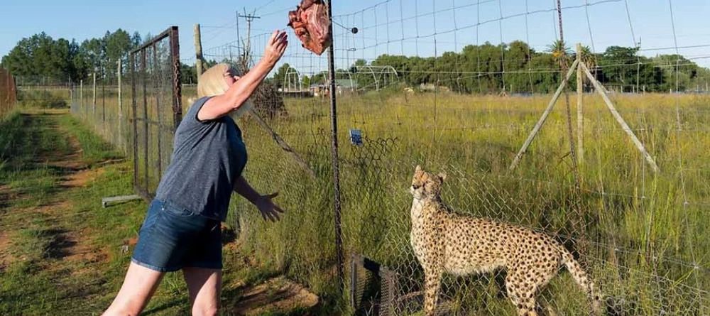 Cheetah Feeding - Image 4