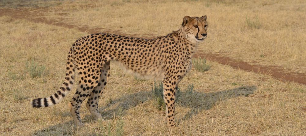 Cheetah View Lodge - Image 1