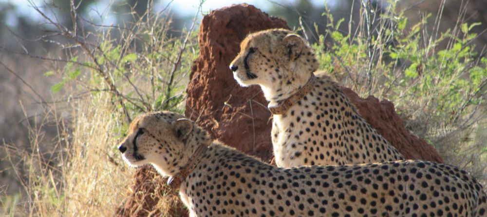 Cheetah View Lodge - Image 2