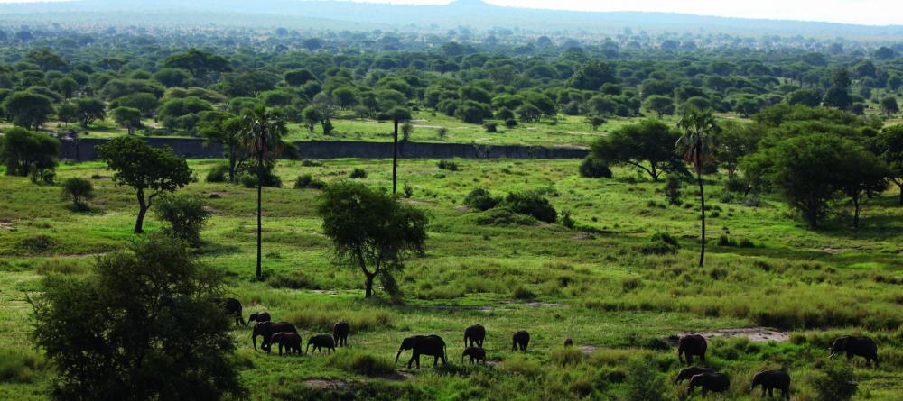 A herd of elephants wanders through the lush plains at Chem Chem Lodge, Lake Manyara National Park, Tanzania - Image 20