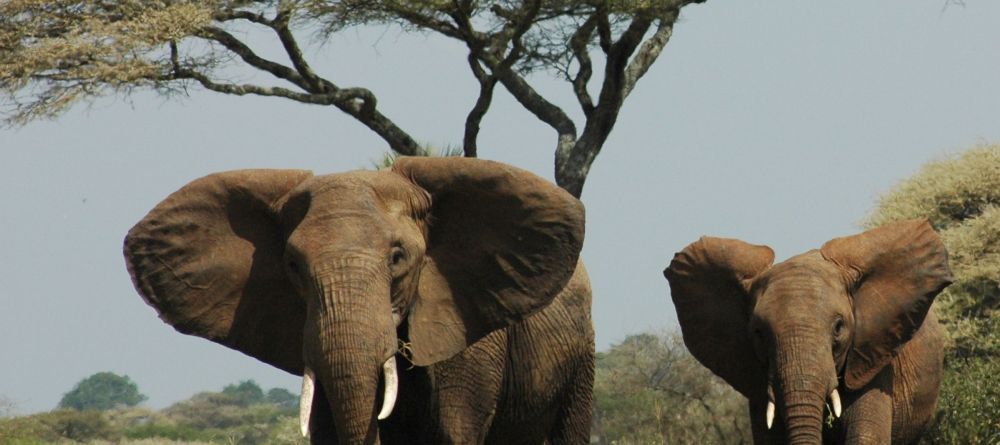 A game drive peaks the interest of a pair of elephants at Chem Chem Lodge, Lake Manyara National Park, Tanzania - Image 21