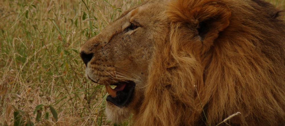 A lion rests in the tall grasses at Chem Chem Lodge, Lake Manyara National Park, Tanzania - Image 22