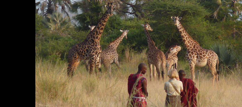 Walking safaris offer intimate encounters with the majestic wildlife at Chem Chem Lodge, Lake Manyara National Park, Tanzania - Image 3