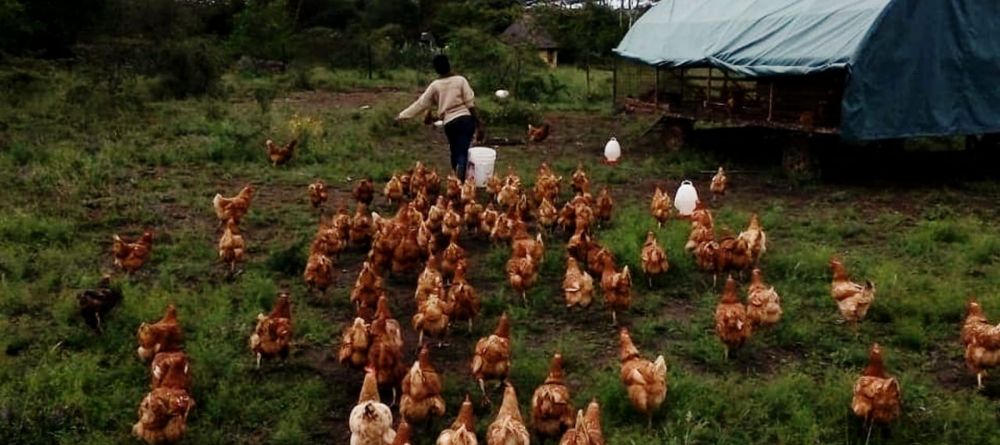 Ololo chickens on the farm - Image 5